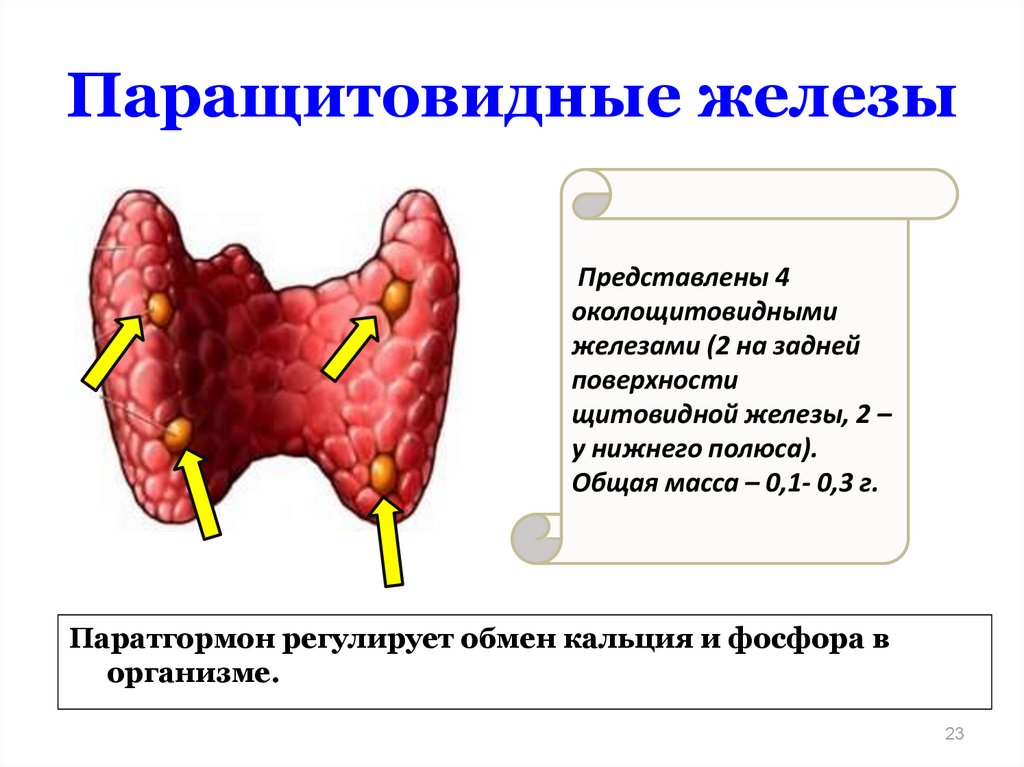 Паращитовидные железы презентация