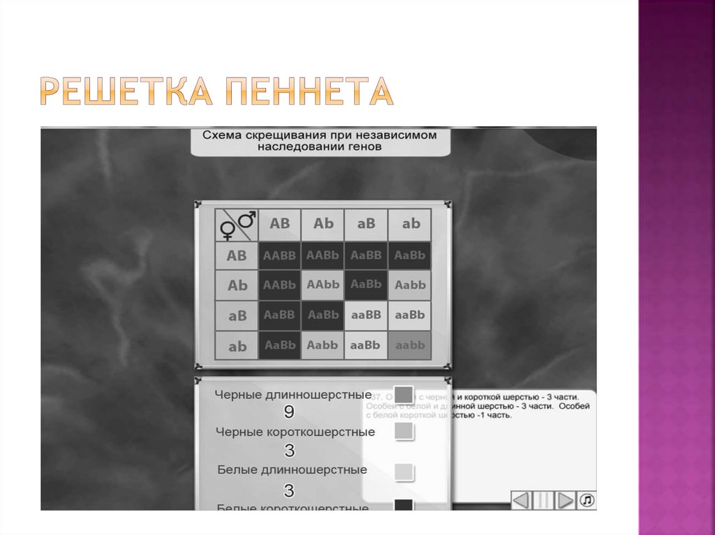 Решетка пеннета. Решётка Пинета группы крови. Решетка Пеннета по группам крови. Решетка Пеннета для определения группы крови. Решетка Пеннета биология группа крови.