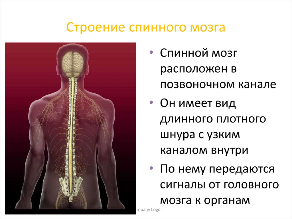 Расположение отделов спинного мозга. Спинной мозг. Спинной мозг анатомия. Строение спинного мозга. Строение спинного мозга человека.