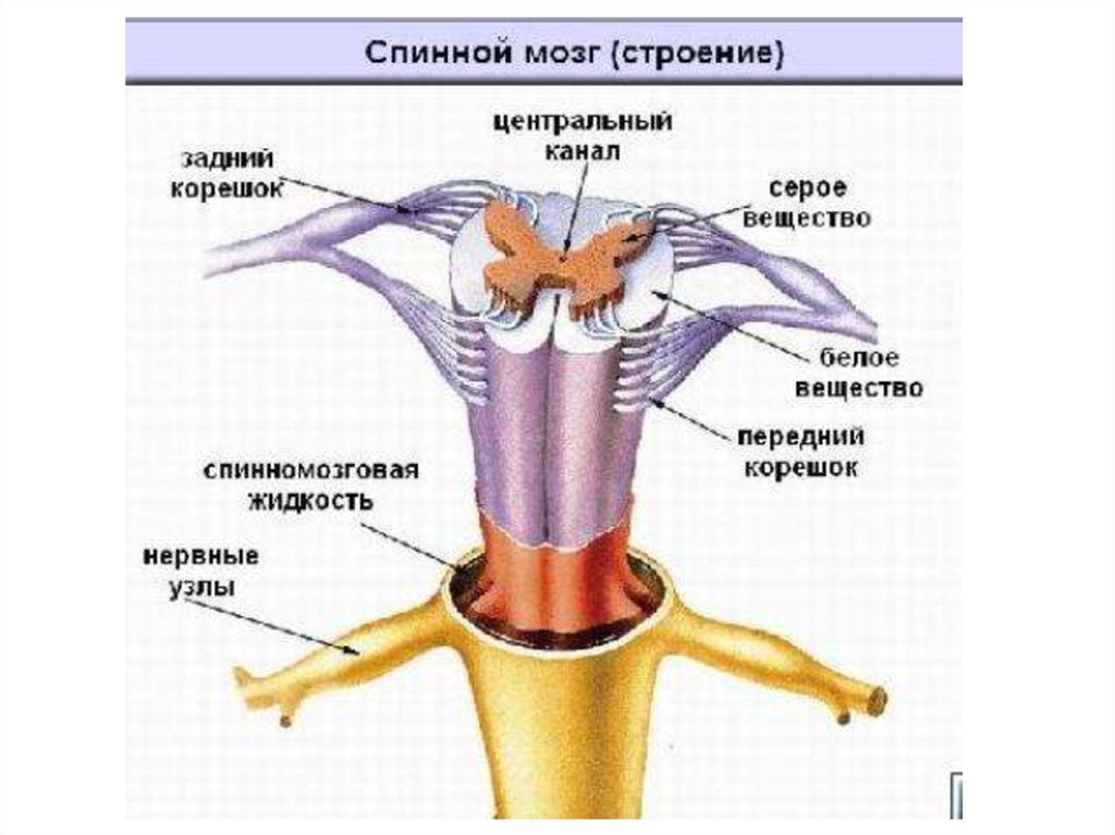 Спинномозговой канал обозначенный на рисунке цифрой заполнен