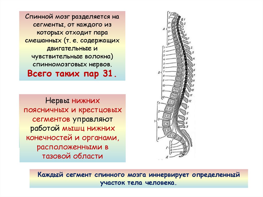 Спинной форум. Спинной мозг 31 сегмент пара. Крестцовый отдел спинного мозга сегменты. Функции шейных сегментов спинного мозга. С1-с4 сегментов спинного мозга.