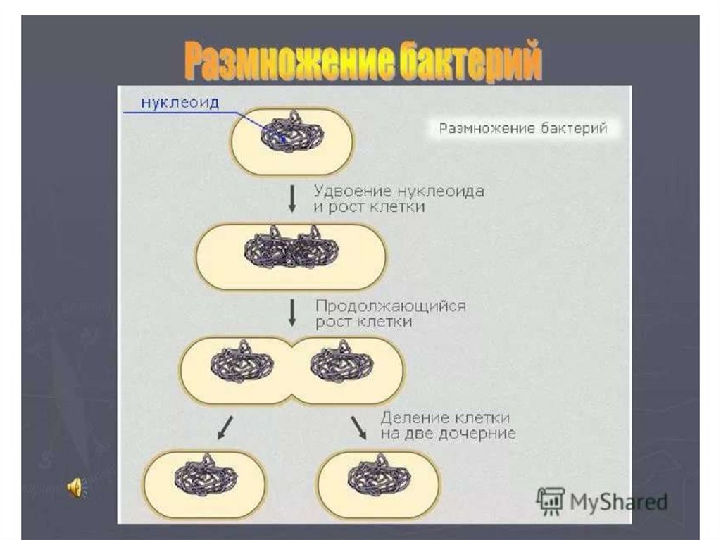 Деление бактериальной клетки. Размножение бактерий. Типы размножения микроорганизмов. Размножение бактерий схема. Деление бактерий размножение.