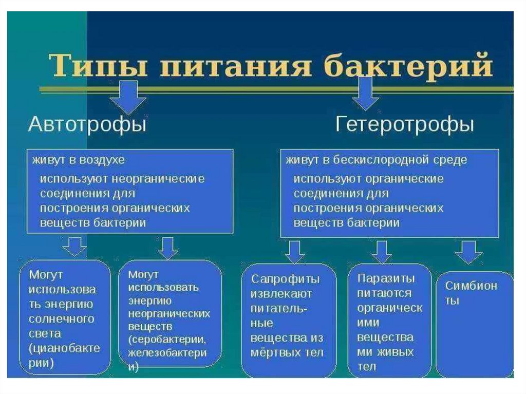 Гетеротрофы это кратко и понятно. Типы питания бактерий. Типы и механизмы питания бактерий. Бактерии автотрофы. Типы питания автотрофы и гетеротрофы.