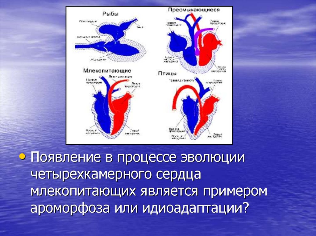 Сравнение сердца птиц и млекопитающих. Возникновение четырехкамерного сердца. Сердце млекопитающих. Четырехкамерное сердце млекопитающих. Четырёхкамерное сердце у млекопитающих.