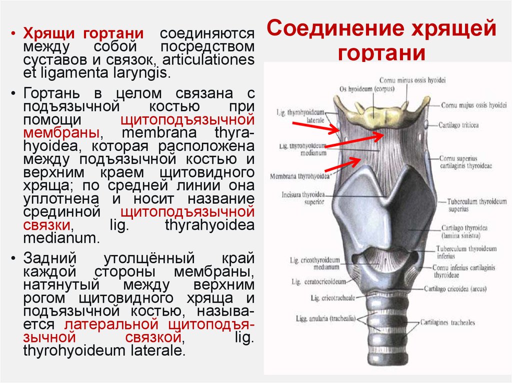 Основные хрящи гортани схема