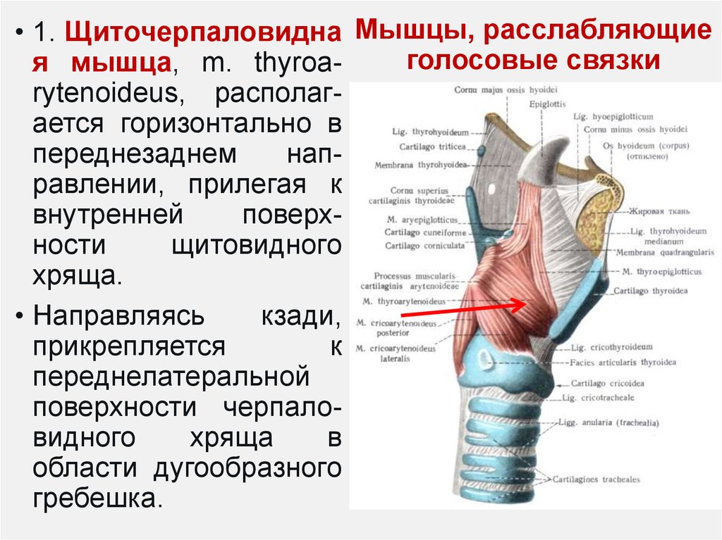 Мышцы гортани напрягающие голосовые связки. Перстнещитовидная мышца напрягает голосовые связки. Щитонадгортанная мышца гортани.