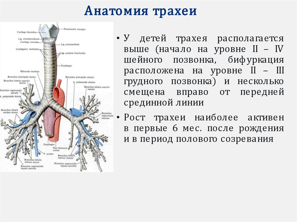 Функции трахеи. У детей бифуркация трахеи лежит. Бифуркация трахеи анатомия. Бифуркация трахеи расположена на уровне грудного позвонка. Трахея бифуркация трахеи.