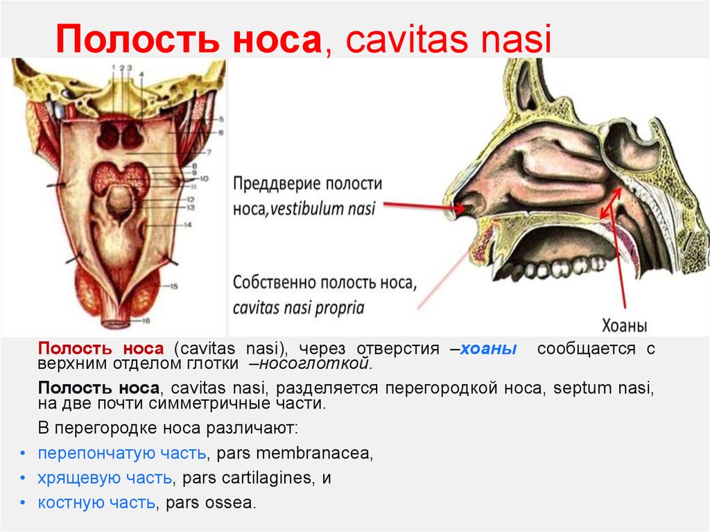 Отверстие носоглотки. Носовая полость строение хоаны. Полость носа анатомия хоаны. Отверстия полости носа анатомия. Носовая полость строение кости.