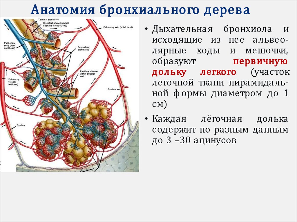 Структурная единица легкого. Строение дольки легкого. Строение легочной дольки. Строение легочной дольки и ацинуса. Первичная и вторичная легочная долька.