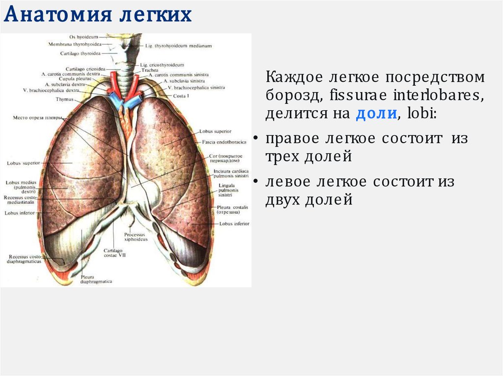 Правое легкое. Анатомия органов дыхания презентация. Правое легкое состоит из долей.