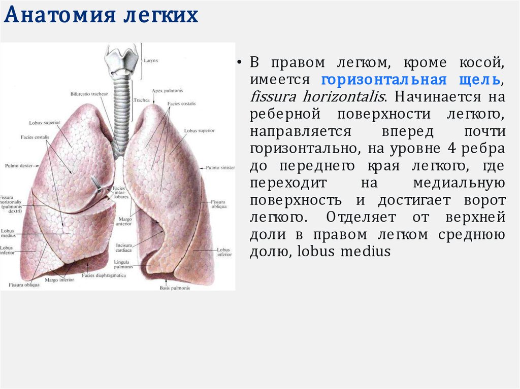 Схема строения легких