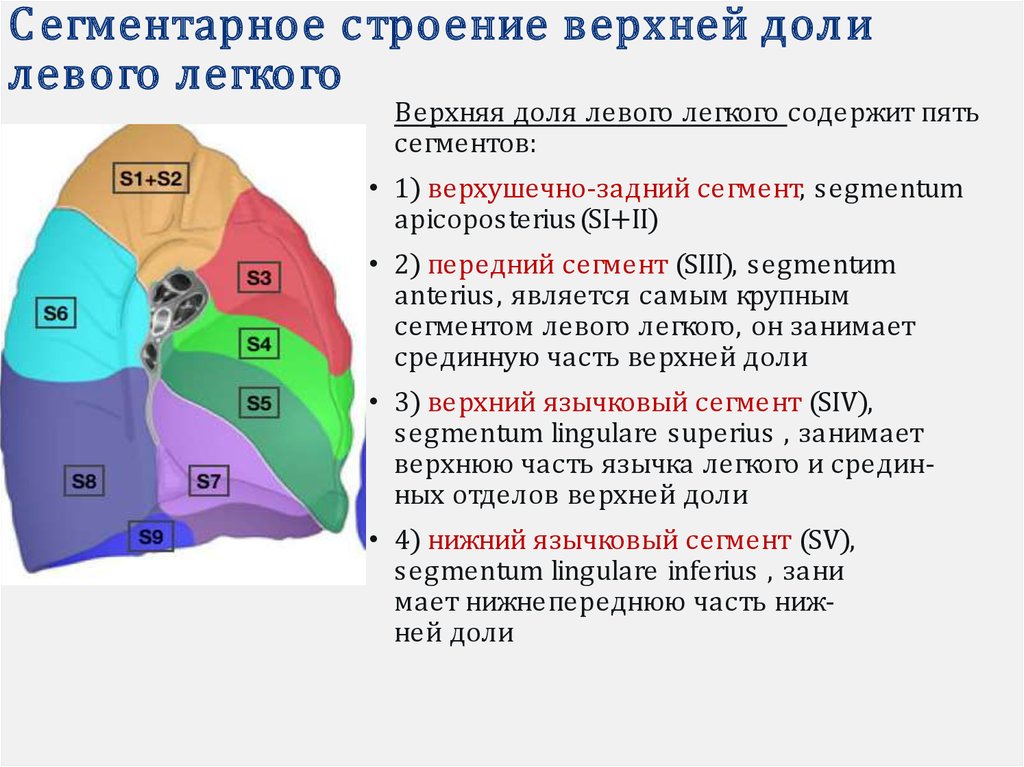 Обозначение сегментов. Сегменты в верхней доле левого легкого. Верхняя доля левого легкого. Сегменты верхней доли левого легкого. Левое легкое доли и сегменты.