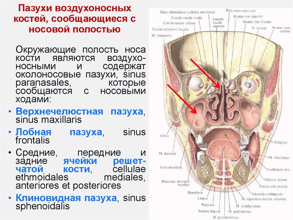 В полости черепа расположен. Околоносовые пазухи анатомия. Воздухоносные пазухи сообщающиеся с полостью носа. Пазухи носа (околоносовые синусы). Полость носа сообщается с пазухами костей.