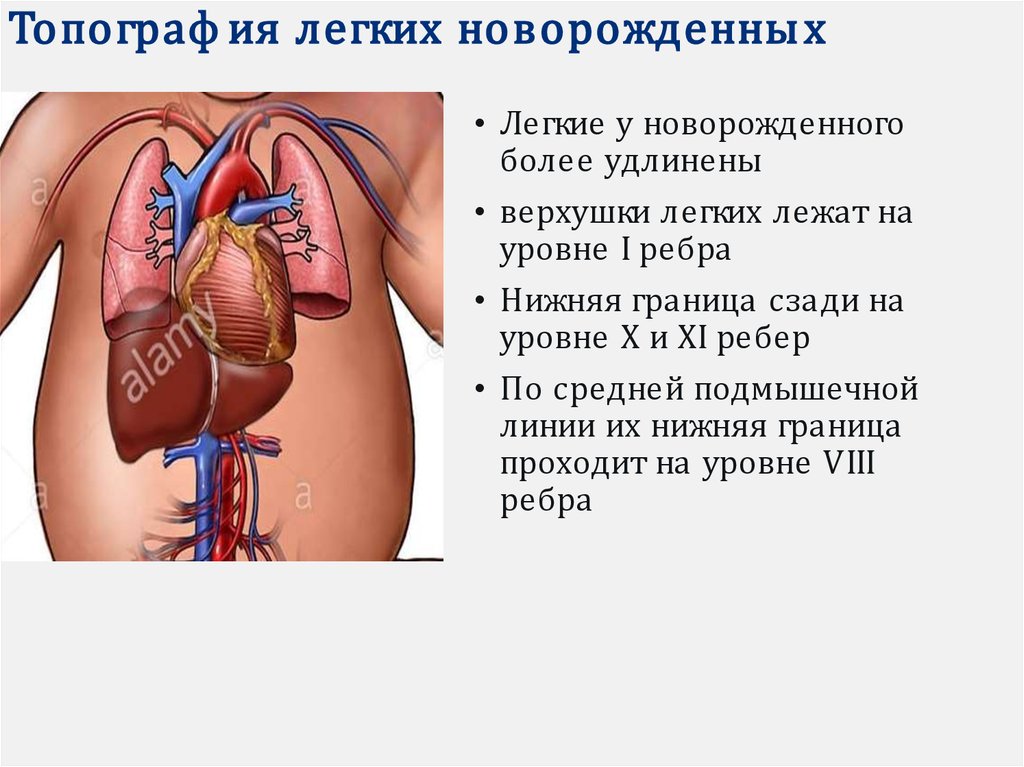 Топография легких. Верхушка легкого сзади. Расширение верхушки легкого на уровне.