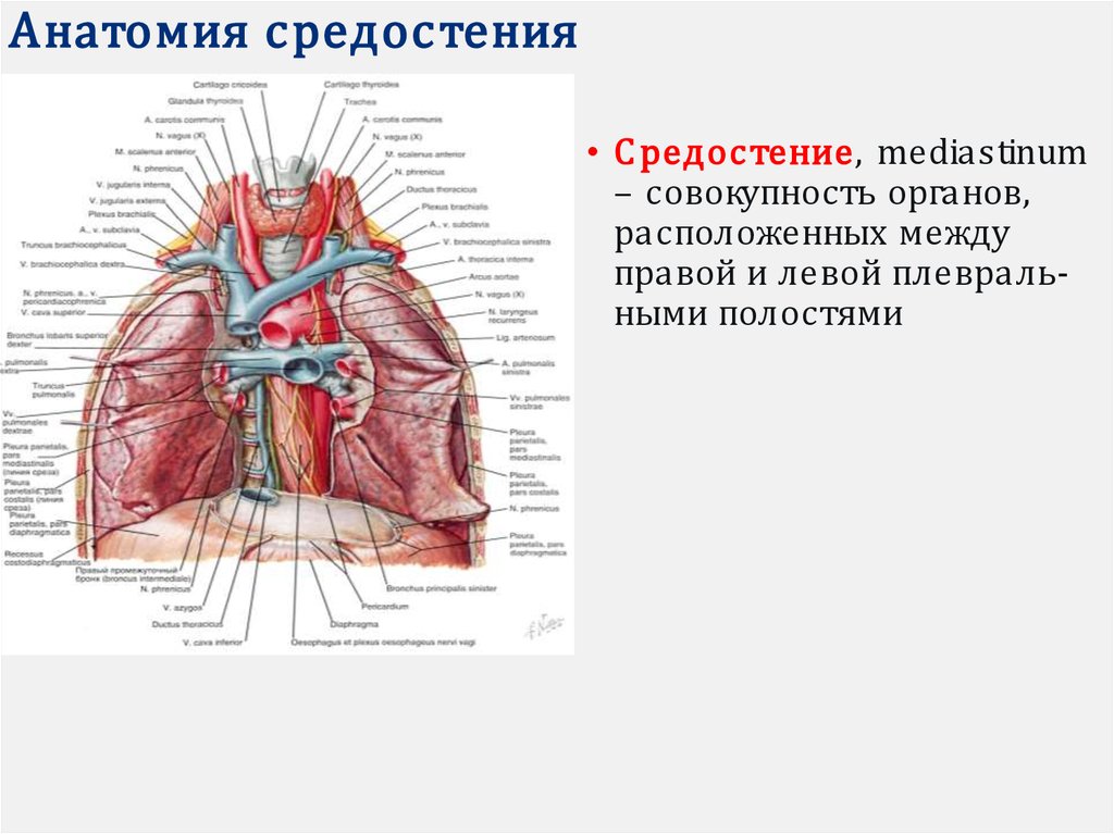 Органы средостения. Анатомия вен средостения. Анатомия сосудов средостения. Вены средостения анатомия. Непарная Вена анатомия средостения.