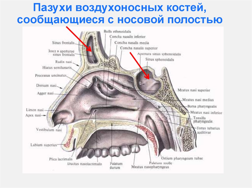 Пазухи в носу схема