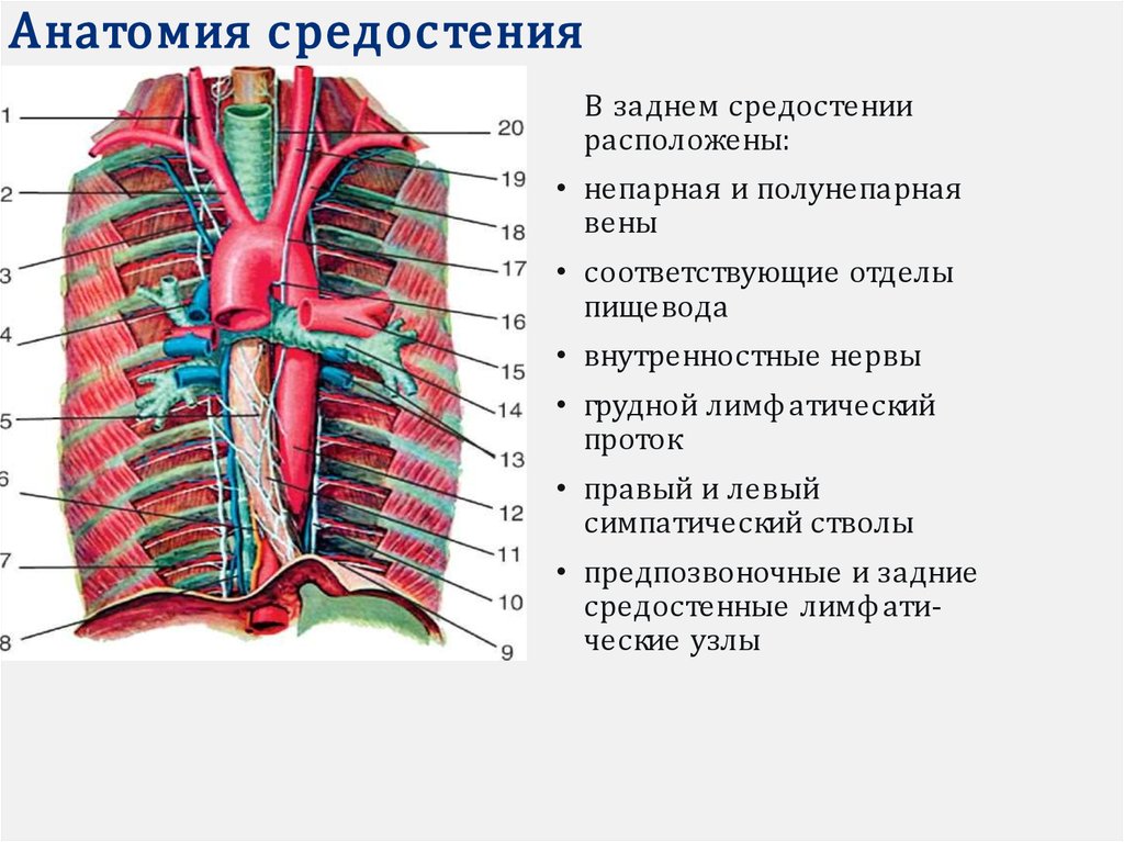 Грудные вены. Непарная и полунепарная Вена. Симпатические стволы заднего средостения. Непарная Вена и грудной проток. Нервы средостения анатомия.