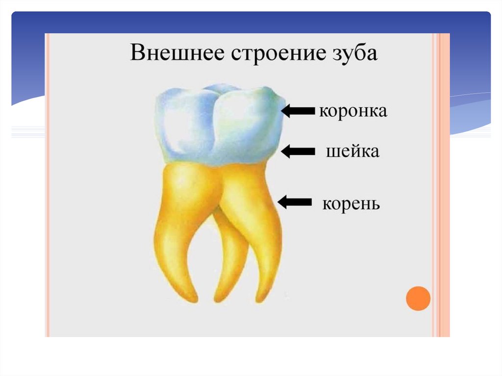 Зубы с корнями рисунок