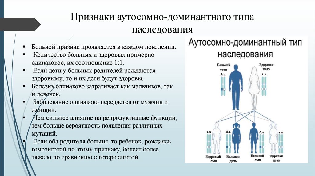 Цвет глаз у человека определяет аутосомный