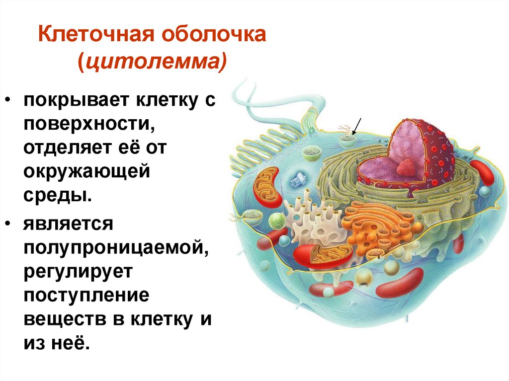 Клетка презентация 10 класс. Строение клетки 5 класс клеточная мембрана. Клеточная мембрана цитолемма. Функция клеточной мембраны в животной клетке. Строение оболочки клетки.