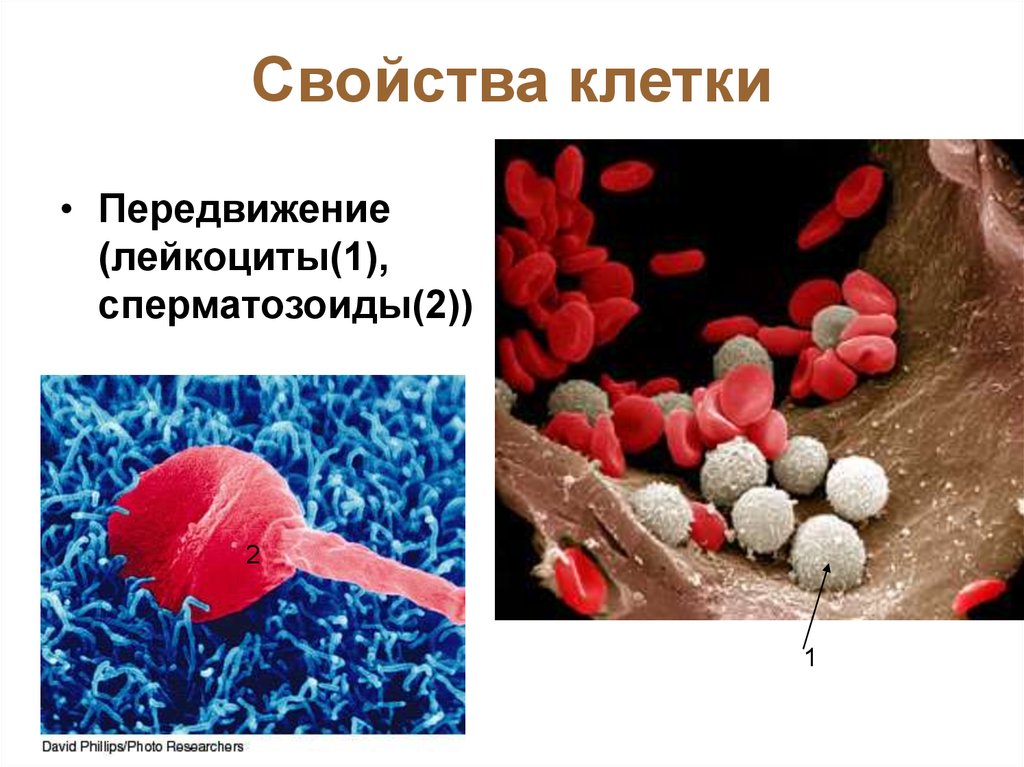 Перемещение клеток. Передвижение лейкоцитов. Лейкоциты передвигаются. Свойства клетки. С помощью чего передвигаются лейкоциты.