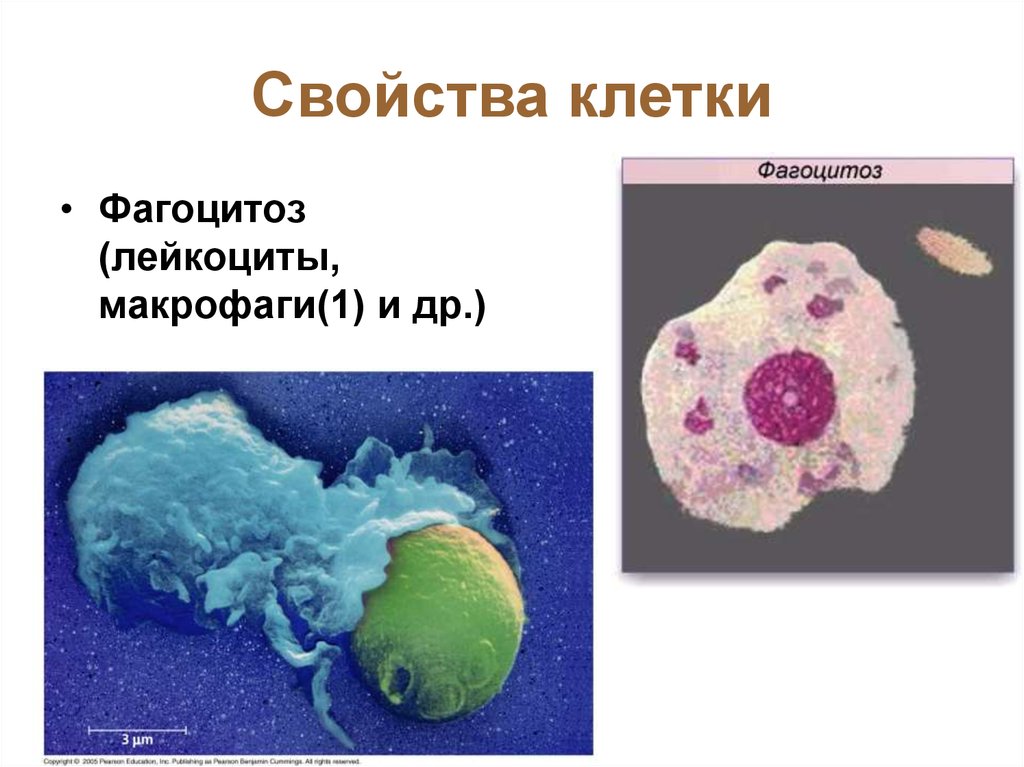 Свойства клетки. Свойства клетки биология. Макрофаги. Функциональные свойства клетки.