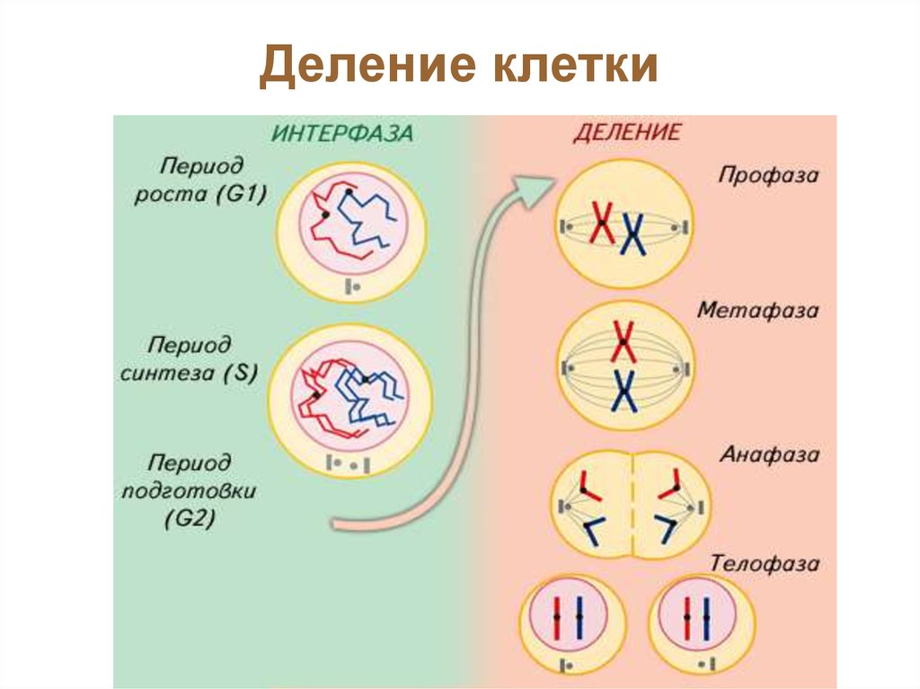 Жизненные свойства клетки