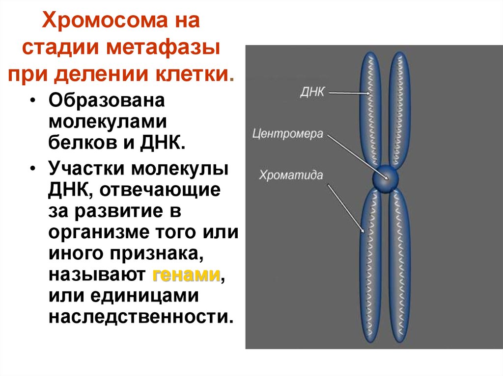 Имеется кольцевая хромосома