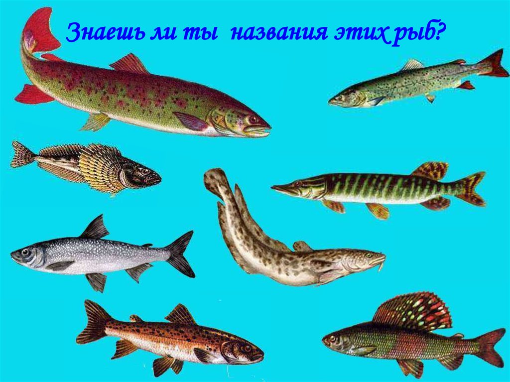 Озеро Байкал Фото Рыб