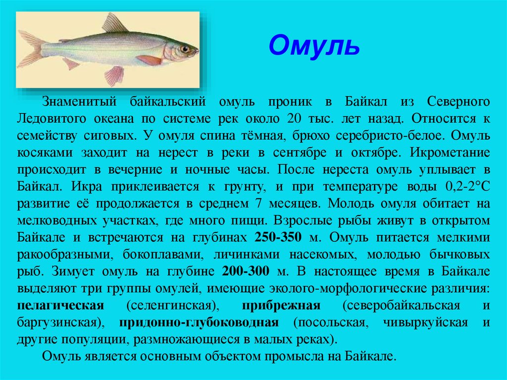 Сколько живут рыбы. Омуль доклад. Байкальский омуль строение. Омуль описание рыбы. Среда обитания Байкальского омуля.