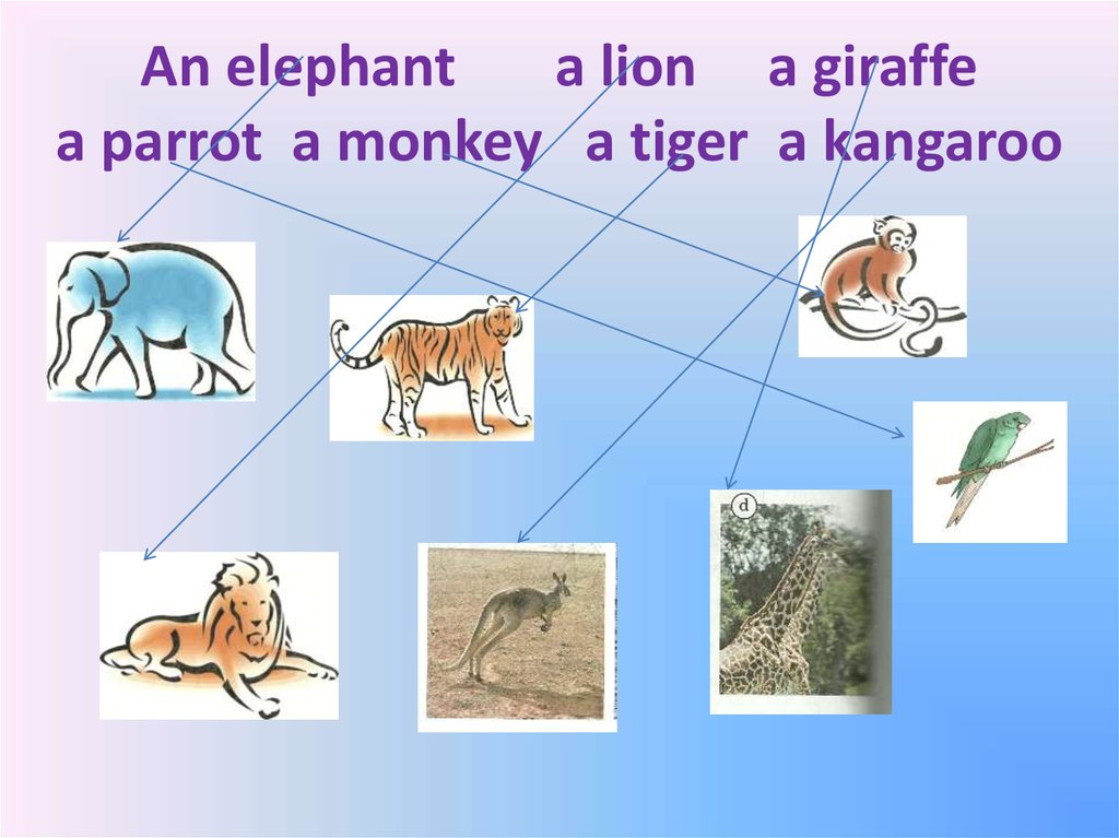 An elephant a lion a giraffe a parrot a monkey a tiger a kangaroo
