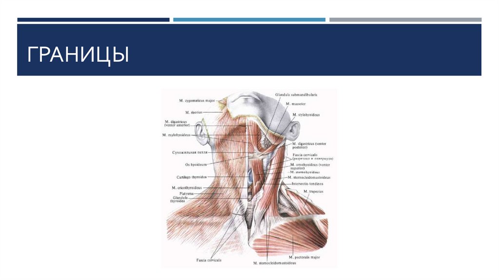 Клиническая анатомия. Клиническая анатомия области шеи презентация. Передний и задний отделы шеи. Супрагиоидный отдел шеи. Инфрагиодные отделы шеи.