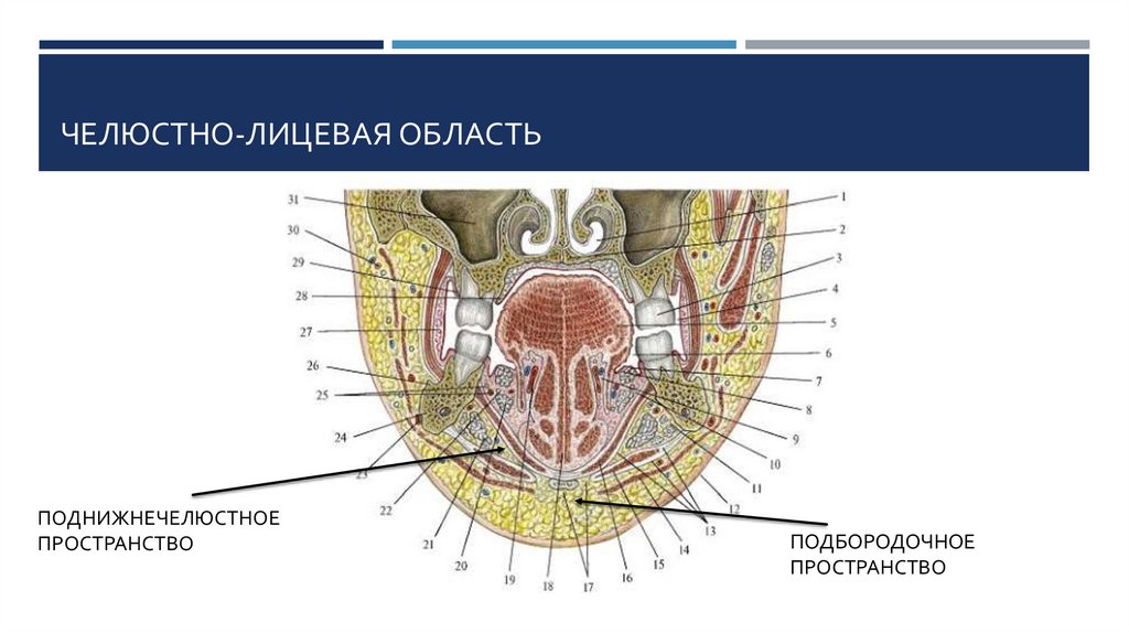 Лицевая область