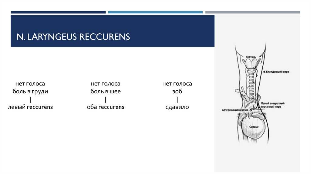 N. Laryngeus reccurens