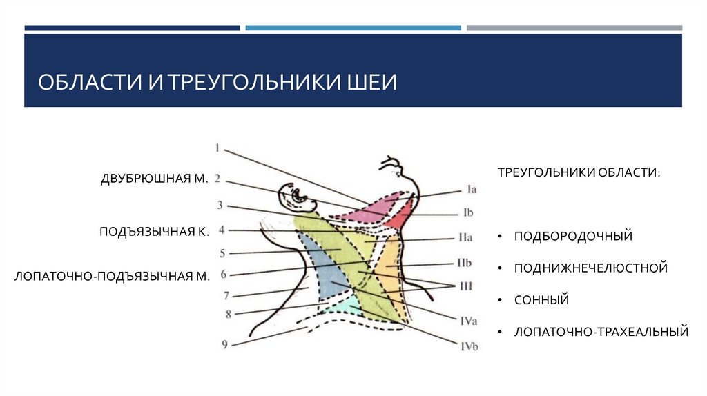 Треугольники шеи схема