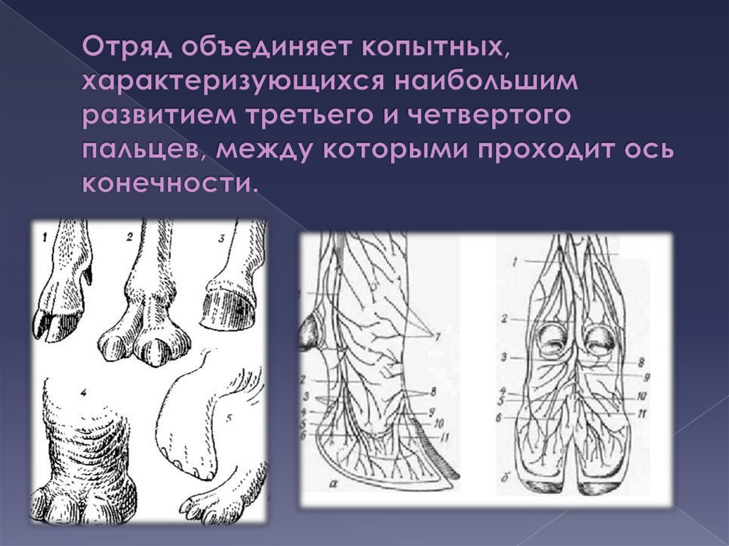 Отряд объединяет копытных, характеризующихся наибольшим развитием третьего и четвертого пальцев, между которыми проходит ось