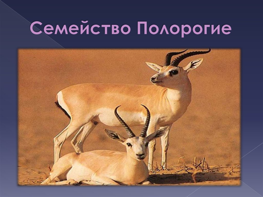 Семейство Полорогие
