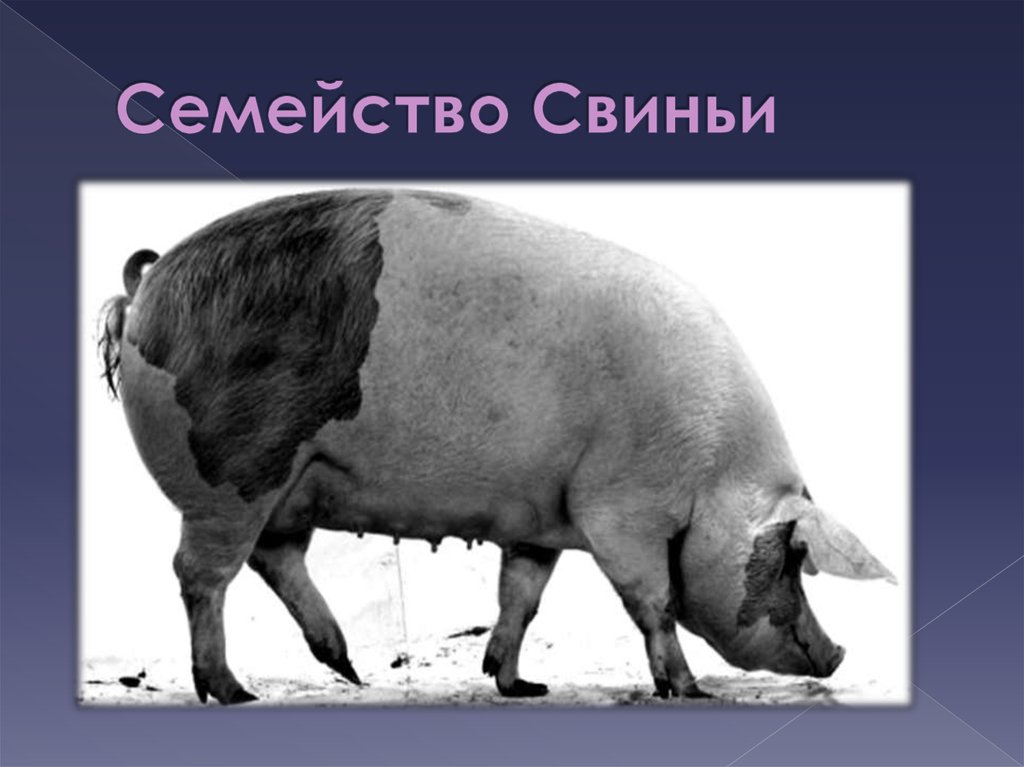 Семейство Свиньи