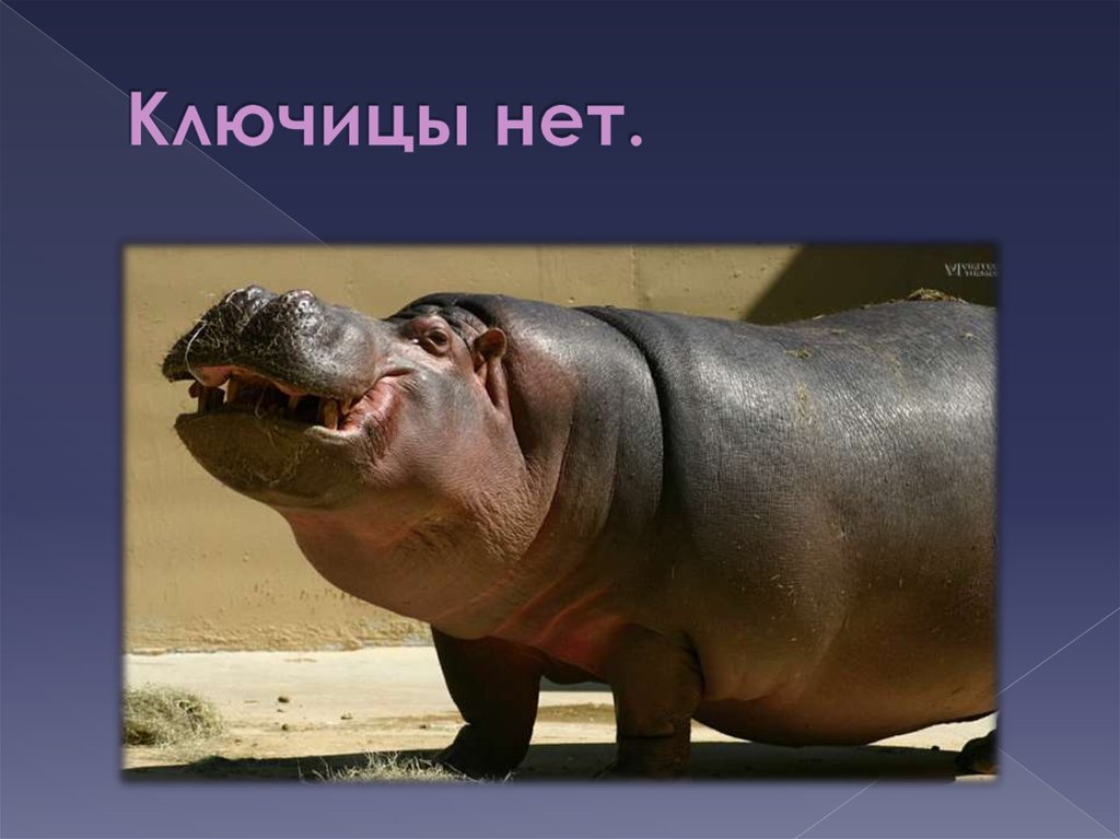 Ключицы нет.