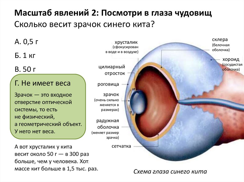 Средний размер глаз. Размер глаз. Строение глаза кита. Зрение синего кита. Сколько весит зрачок человеческого глаза.