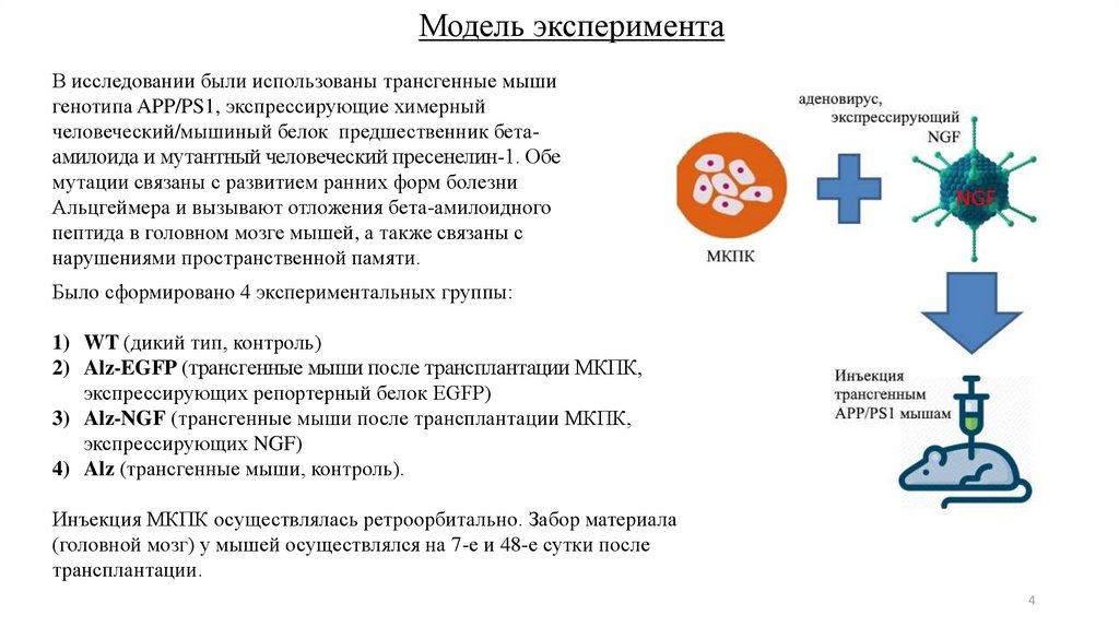 Клетки экспрессирующие МНС. Мононуклеарные клетки. Мононуклеарная (тестообразное возвышение). Трансактивируемый фактор роста.