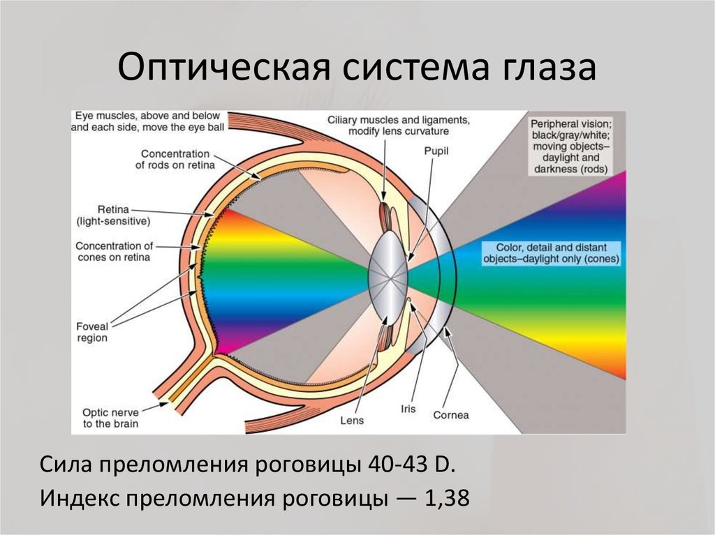 Фокусировка лучей света на внутренней поверхности глазного. Оптическая система глаза. Строение оптической системы глаза. Схема оптической системы глаза. Оптическое строение глаза.