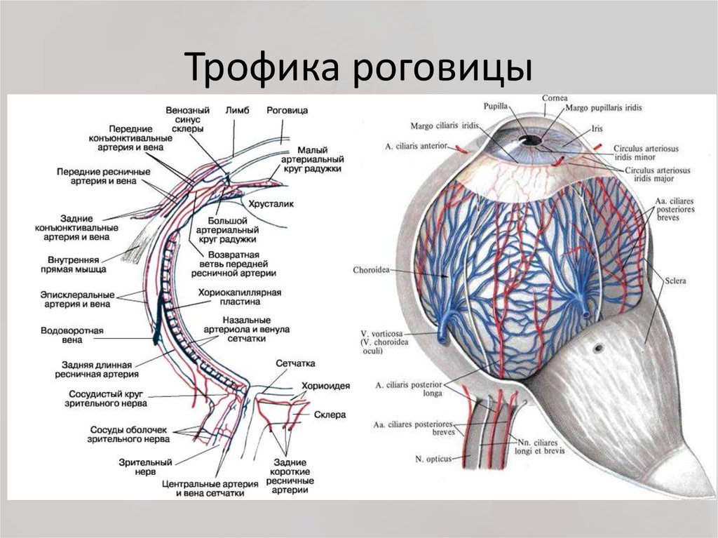 Передние синусы