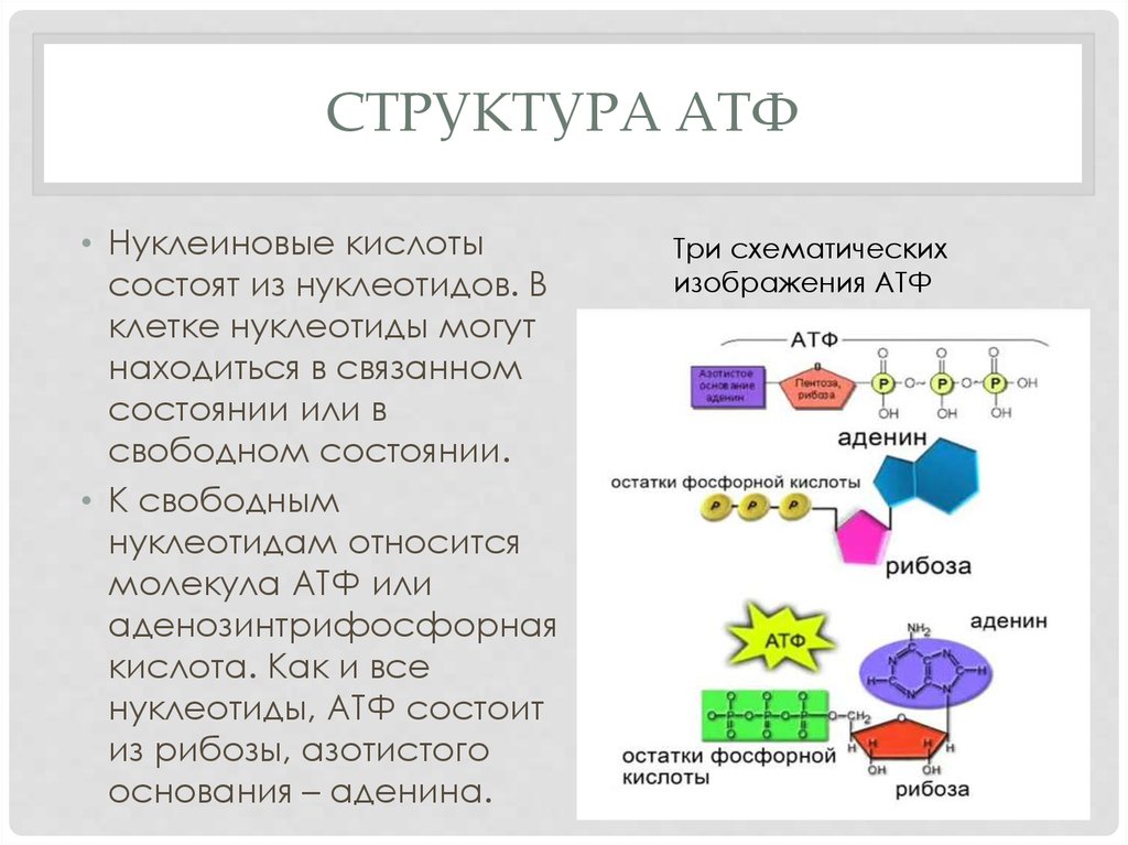 Нуклеотид АТФ функции. Аденозинтрифосфорная кислота строение и функции. Строение нуклеиновых кислот АТФ. Структура АТФ.