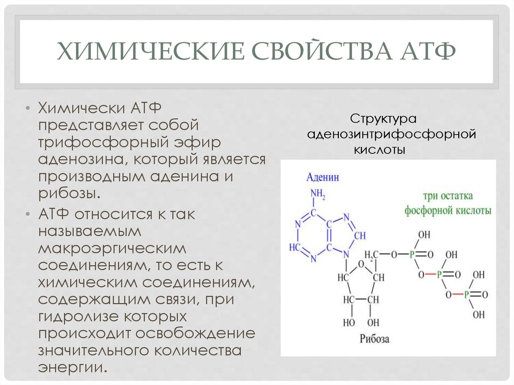 Презентация 10 класс атф и другие органические соединения клетки