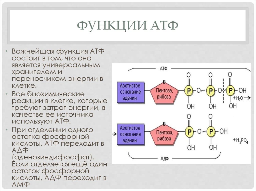 Функция синтез атф. Функции АТФ биохимия. Химическая структура АТФ. Химическая структура АТФ биохимия. АТФ строение и функции.