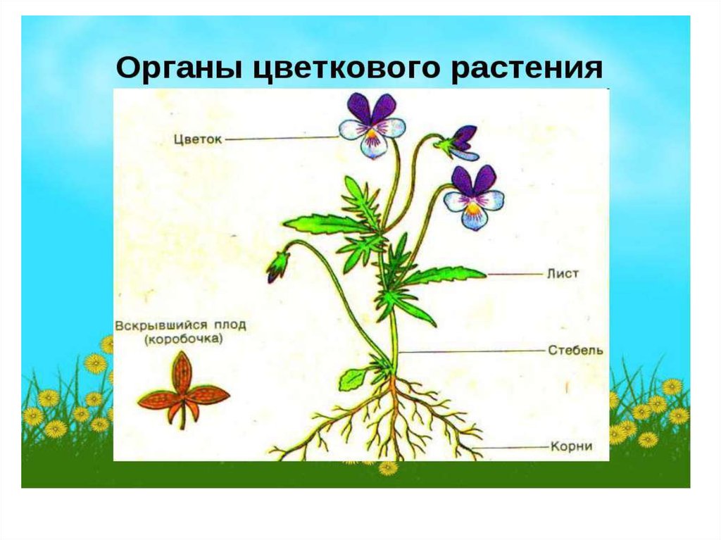 Строение фиалки рисунок