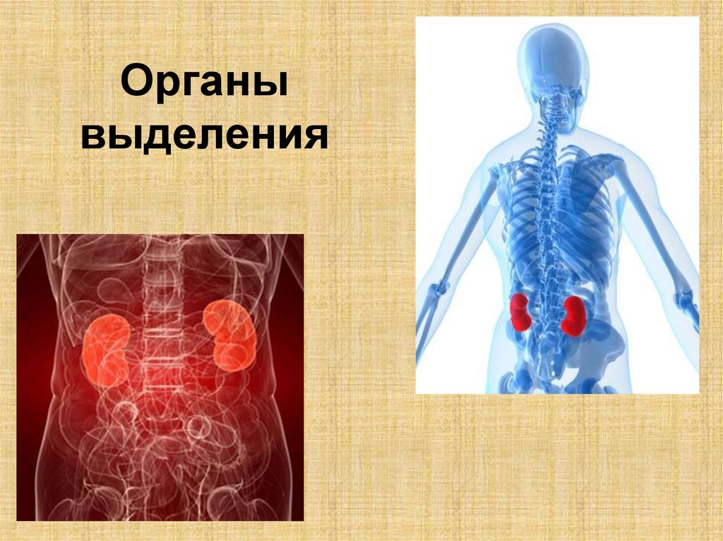 Выделительные органы