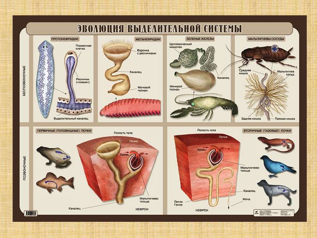 Эволюция систем органов животных презентация