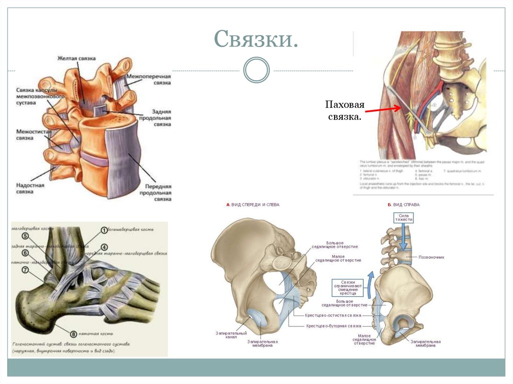 Большие связки. Мышцы связки сухожилия позвоночника. Связки анатомия функции. Строение связок человека. Связки сухожилия суставы функции.